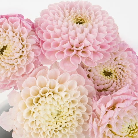 Sugar Plum Dahlia Flower Close Up - Image