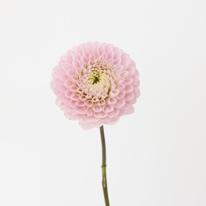 Sugar Plum Dahlia Flower Stem - Image