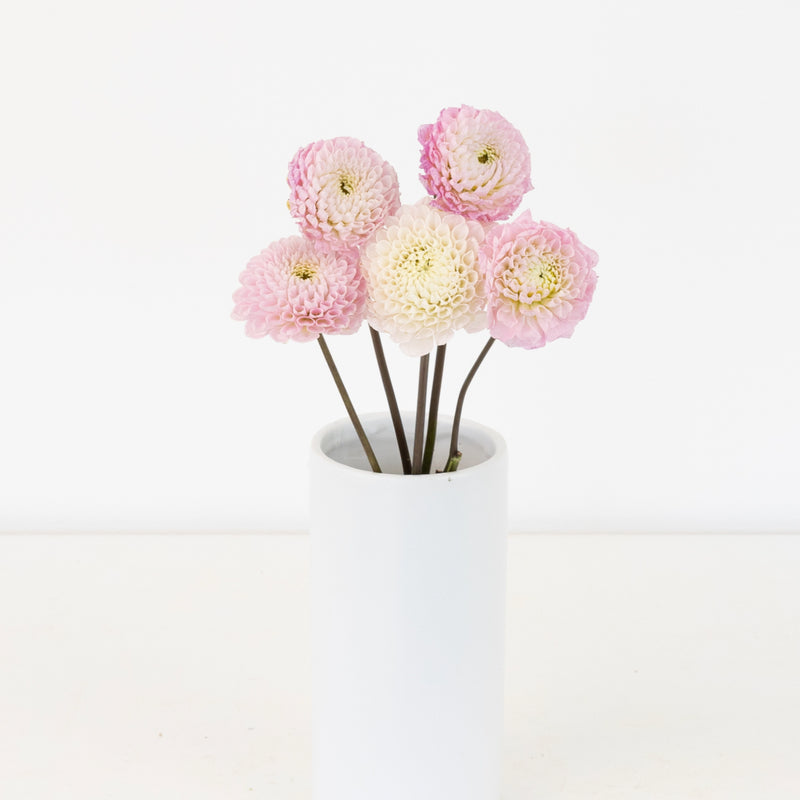Sugar Plum Dahlia Flower Vase - Image