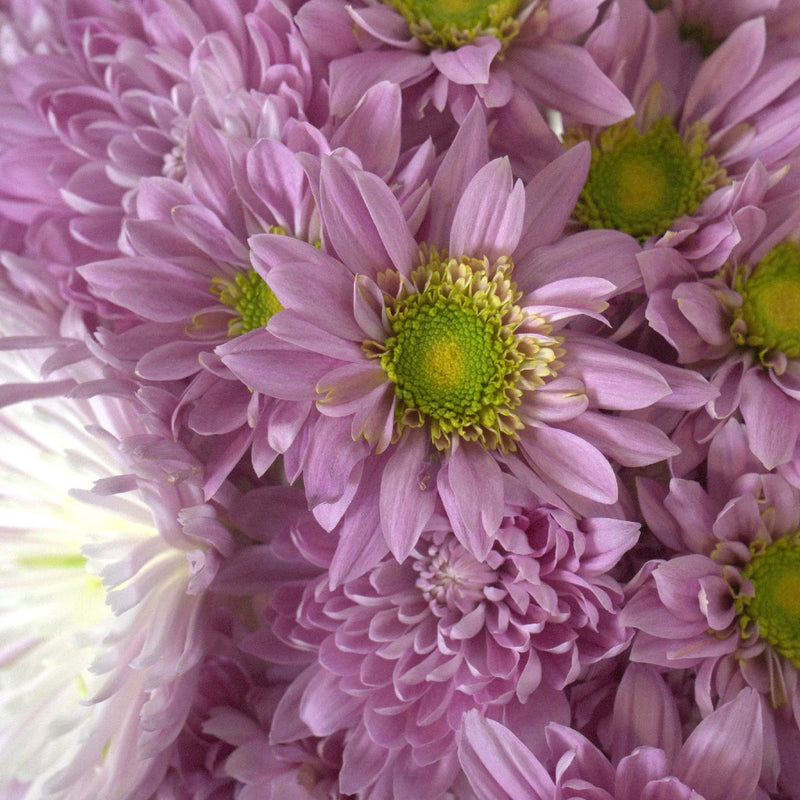 Sugar Plum Fairy Flower Pack Close Up - Image