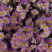 Sugar Plum Pink Spray Aster Close Up - Image
