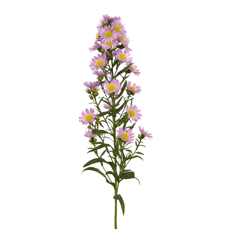 Sugar Plum Pink Spray Aster Stem - Image