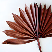 Dried Mocha Sun Palms