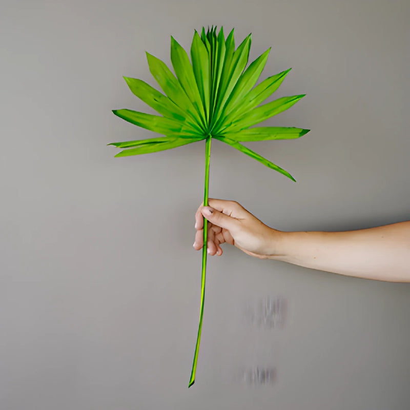 Emerald Green Dried Sun Palm
