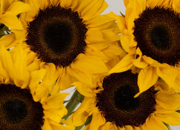 Sunflowers Close Up - Image