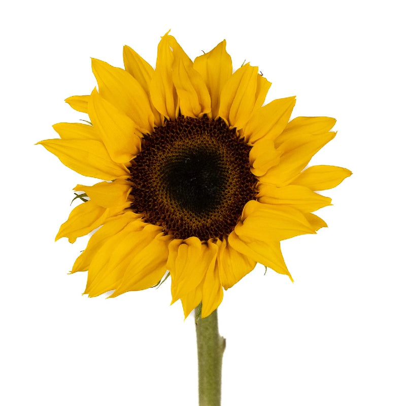 Sunflowers Stem - Image