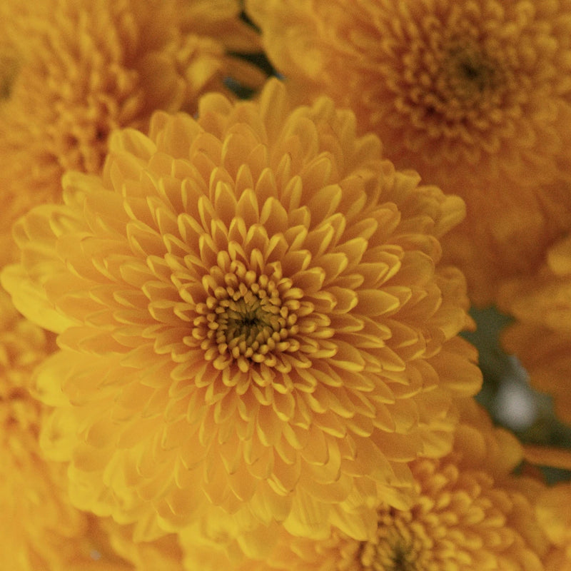 Sunny Yellow Bahlia Flower Close Up - Image
