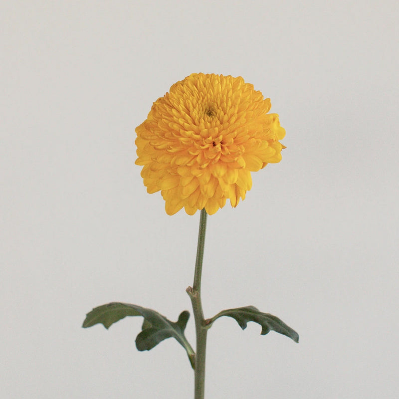 Sunny Yellow Bahlia Flower Stem - Image