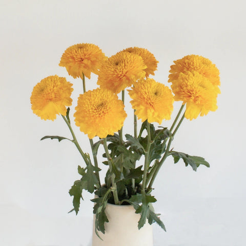 Sunny Yellow Bahlia Flower Vase - Image