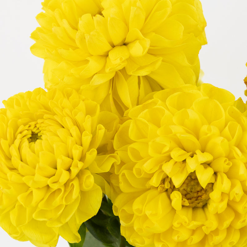Sunny Yellow Dahlia Flower Close Up - Image