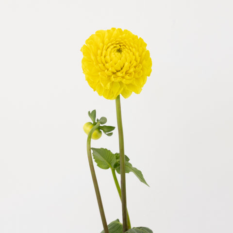 Sunny Yellow Dahlia Flower Stem - Image