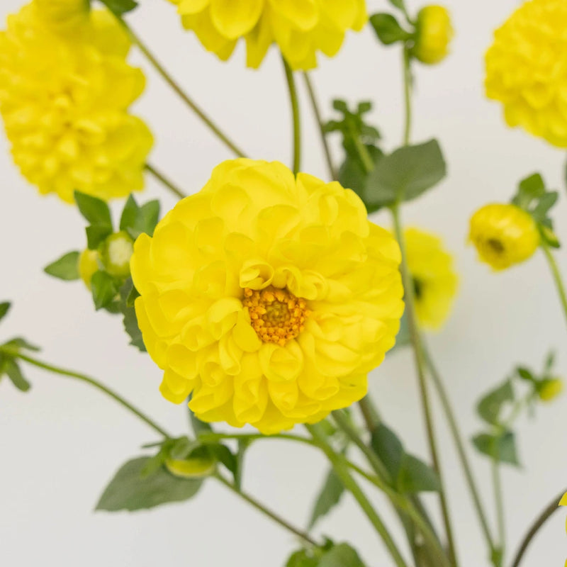 Sunny Yellow Dahlia Flower Close Up - Image