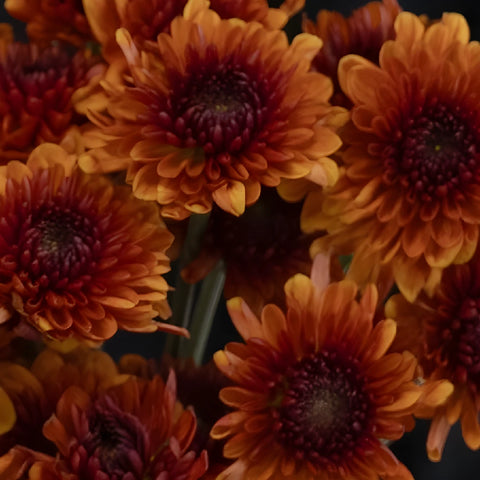 Sunrise Red Pom Flower Close Up - Image