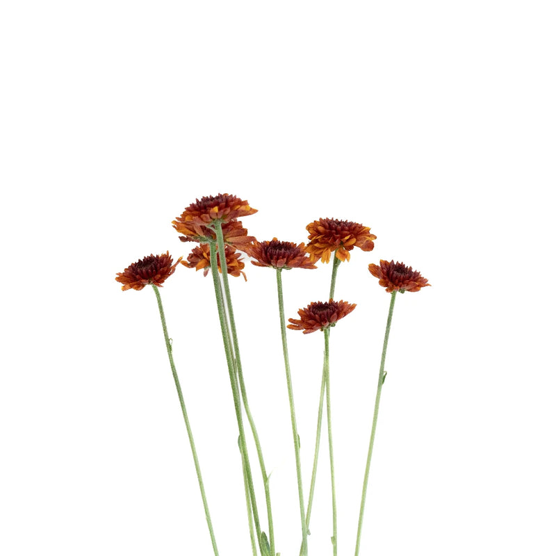 Sunrise Red Pom Flower Stem - Image