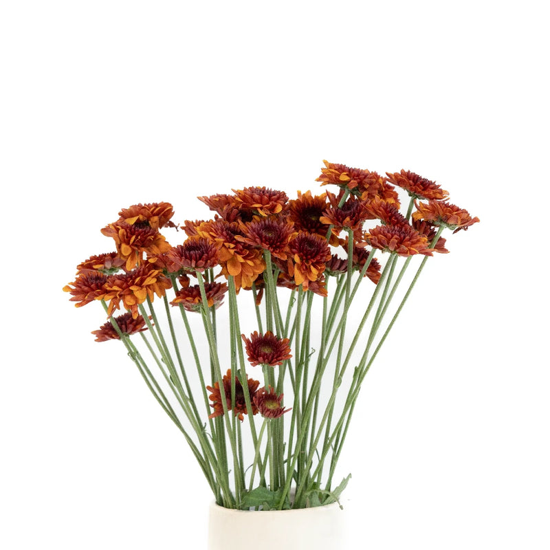 Sunrise Red Pom Flower Vase - Image