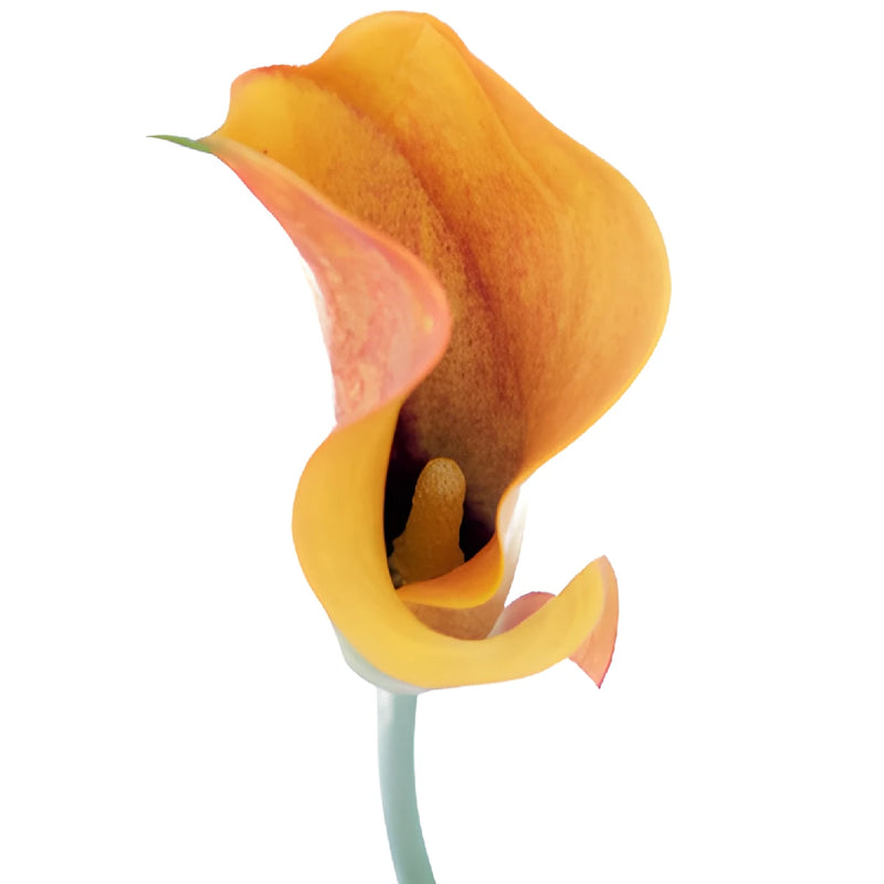 Sunset Colors Mini Calla Lily Flower