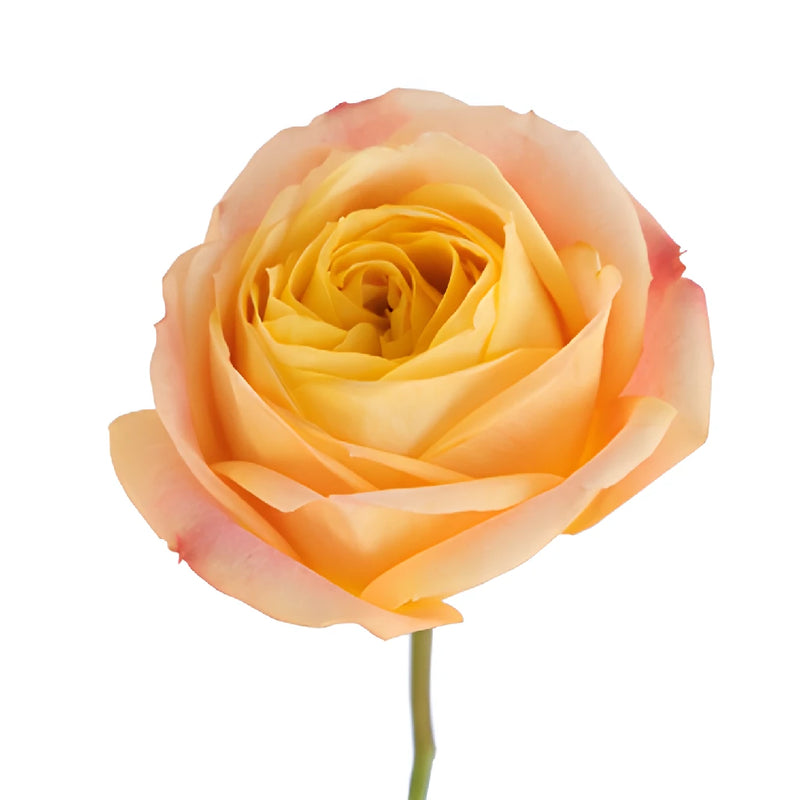 Sunset Romanitco Garden Rose Stem