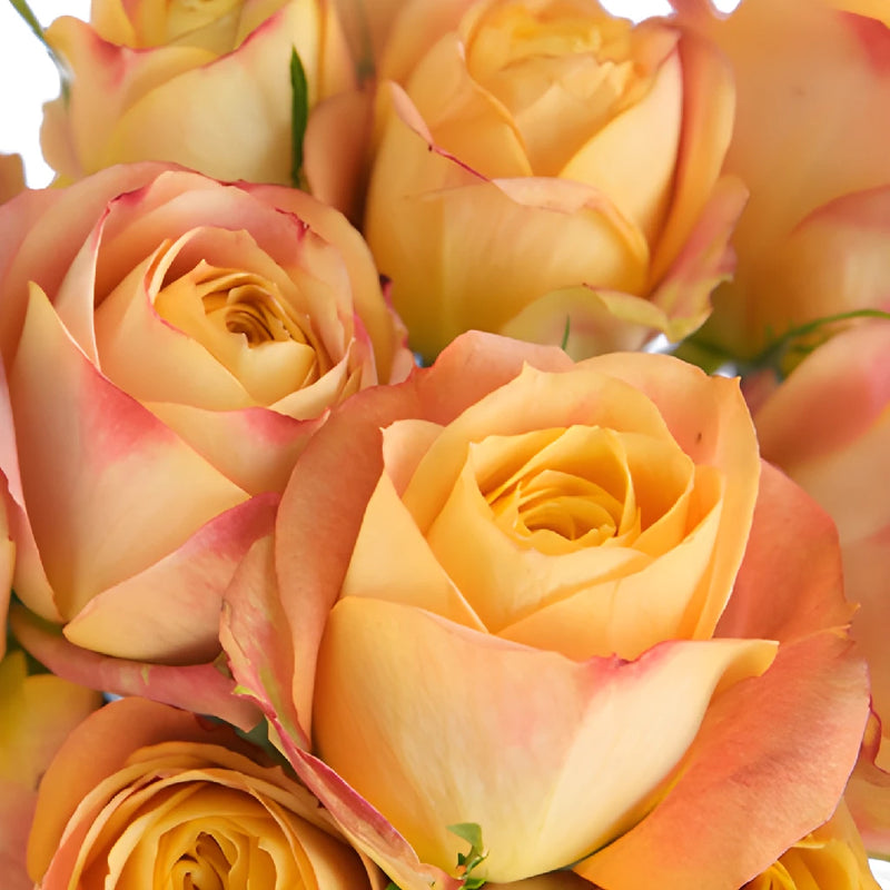 Sunset Romantico Garden Roses up close
