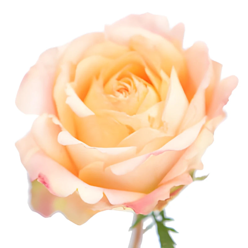 Sunset Romantico Light Garden Rose Side Stem View