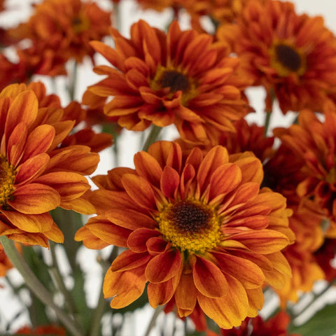 Sunset Viking Pom Flower Close Up - Image