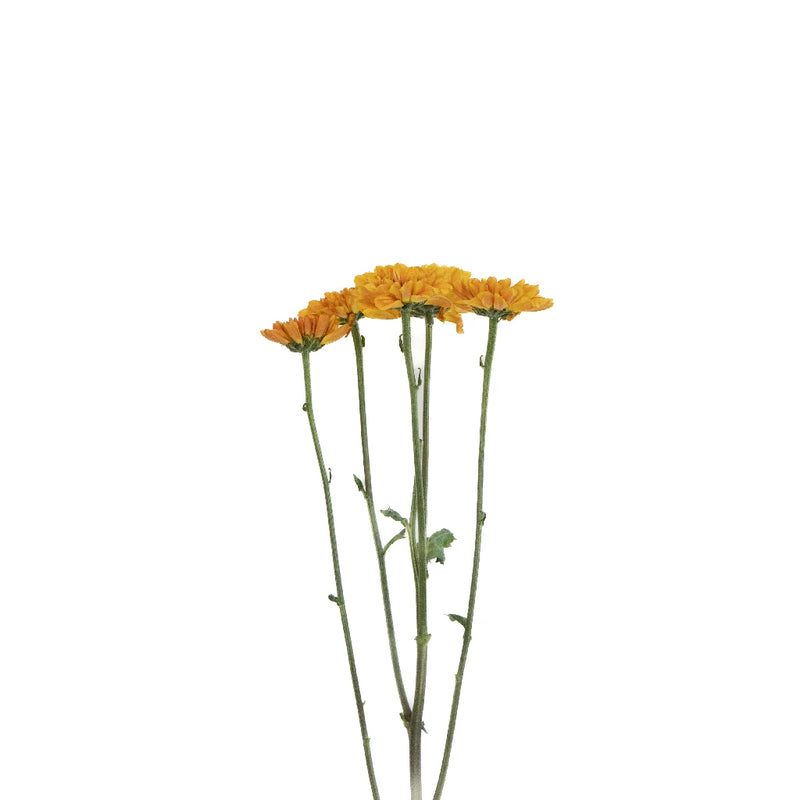 Sunset Viking Pom Flower Stem - Image
