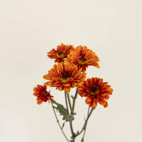 Sunset Viking Pom Flower Stem - Image