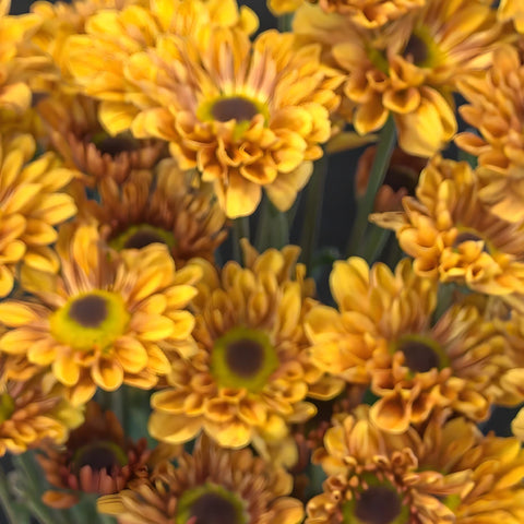 Sunset Viking Pom Flower - Image