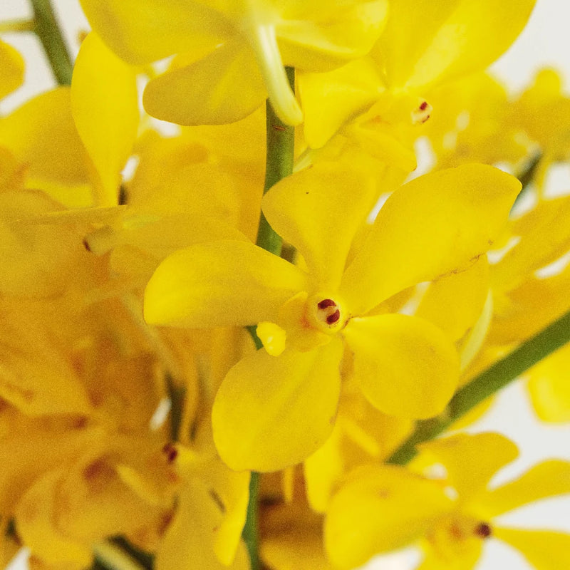 Sunshine Bright Yellow Mokara Orchid Close Up - Image