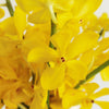 Sunshine Bright Yellow Mokara Orchid