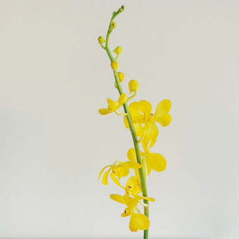 Sunshine Bright Yellow Mokara Orchid Stem - Image