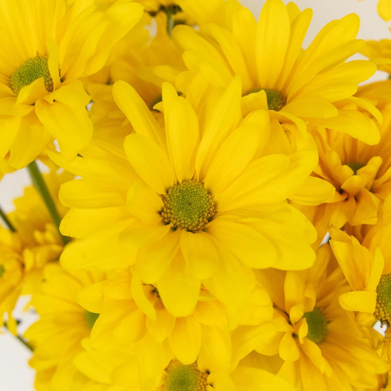 Super Daisy Yellow Flower Close Up - Image