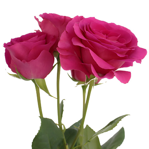 Raspberry Fuchsia Spray Rose