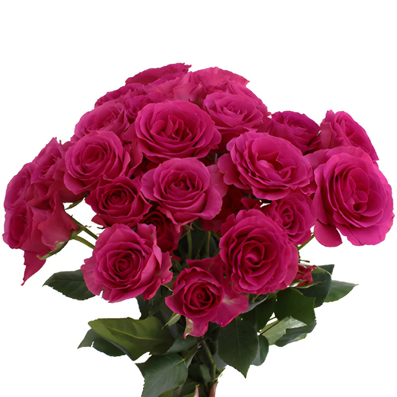 Raspberry Fuchsia Spray Rose