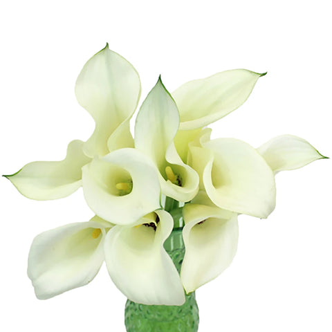 Ivory Mini Calla Lily Flower