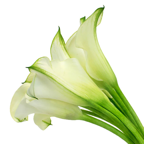 Ivory Mini Calla Lily Flower