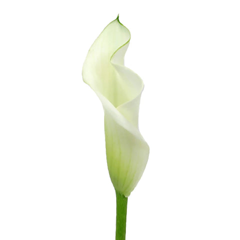 Ivory Mini Calla Lily Flower