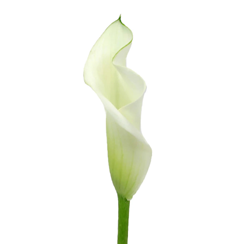 Ivory Mini Calla Lily Flower