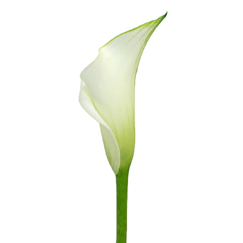 Ivory Mini Calla Lily Flower