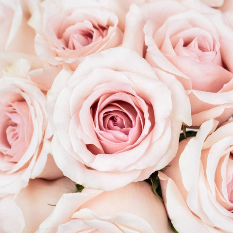 Suspiro Nude Roses Up Close