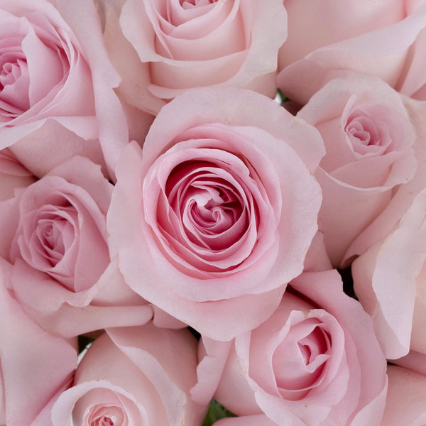 Buy Wholesale Sweet Akito Light Pink Rose in Bulk - FiftyFlowers