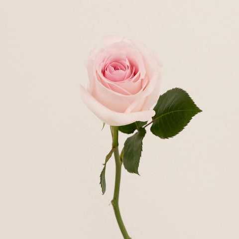 Sweet Akito Light Pink Rose Stem - Image