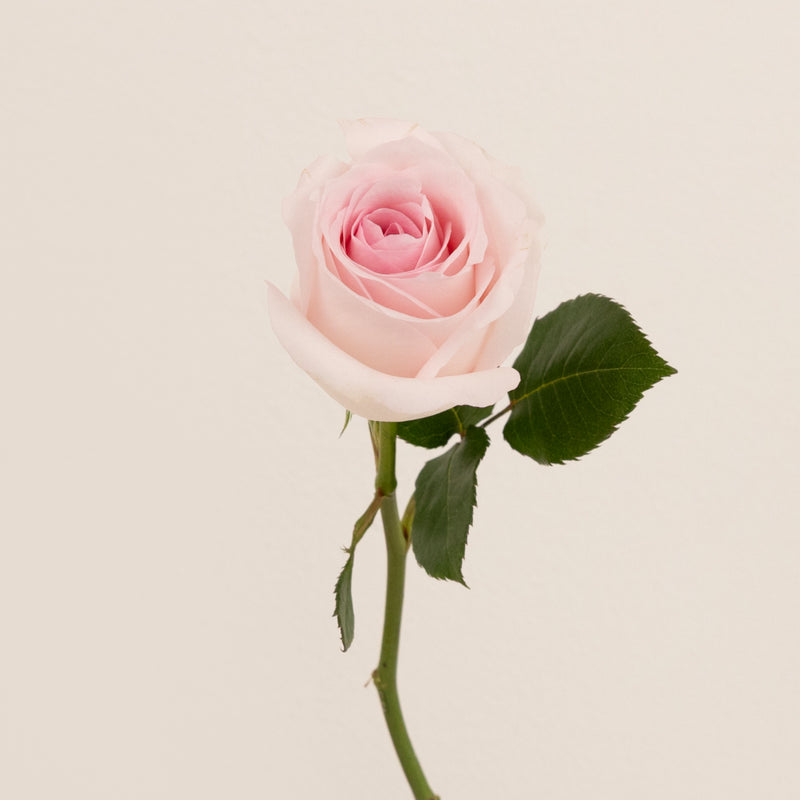 Sweet Akito Light Pink Rose Stem - Image