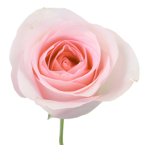 Sweet Akito Sweetheart Roses