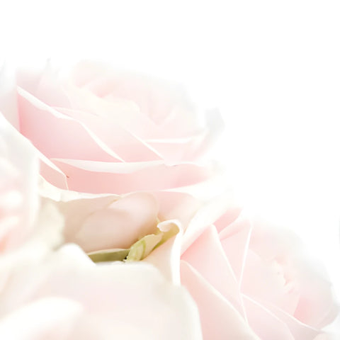 Sweet Avalanche Hybrid Tea Rose