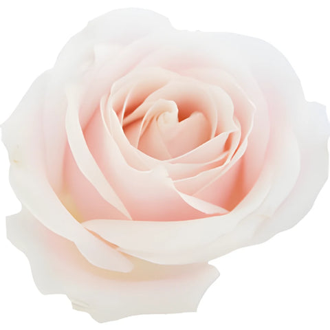 Sweet Avalanche Hybrid Tea Rose