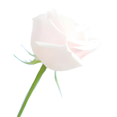 Sweet Avalanche Hybrid Tea Rose