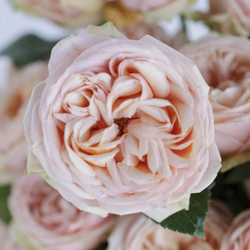 Sweet Catalina Garden Rose Close Up - Image