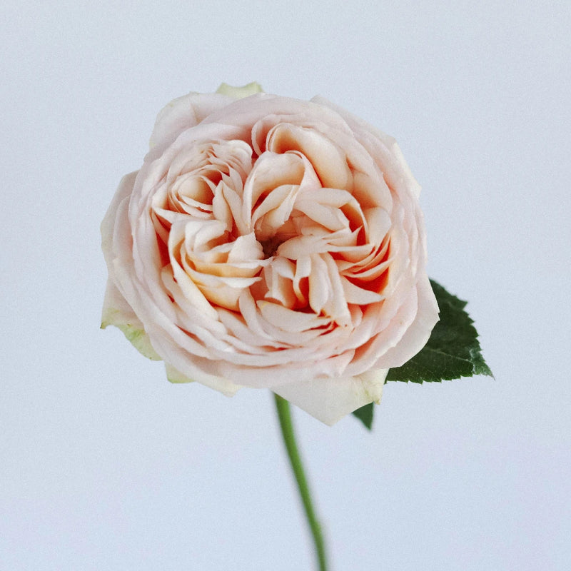 Sweet Catalina Garden Rose Stem - Image