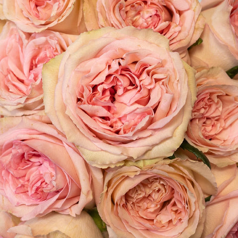 Sweet Elegance Bicolor Rose Close Up - Image