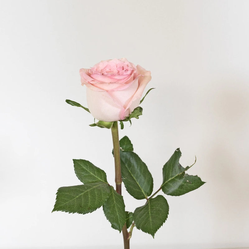 Sweet Elegance Bicolor Rose Stem - Image